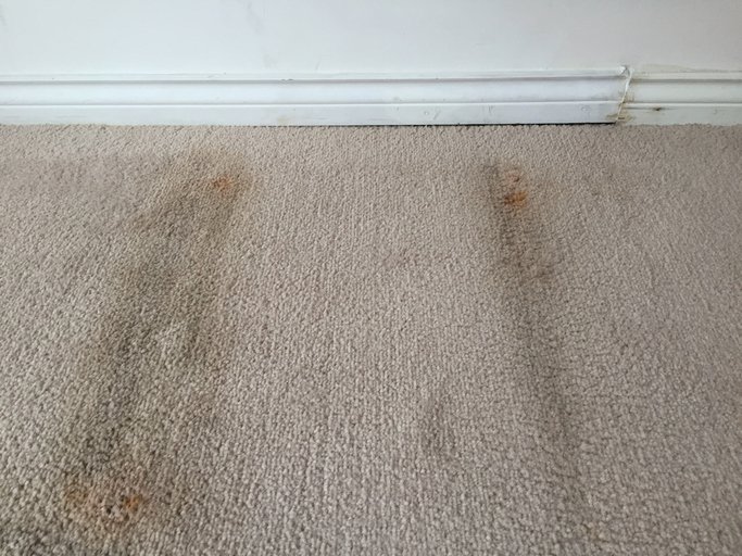 carpet warranty